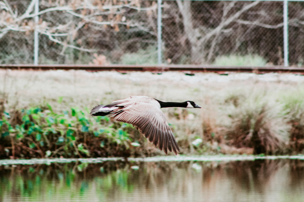 51AB78AD CEDA 4A0E B264 E44C17F70147 Print