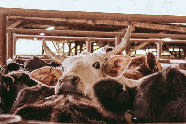 Take The Bull By The Horns Print