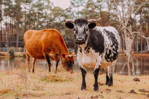 Stand Out From The Herd Print