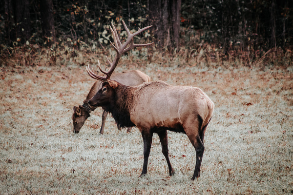 E60A8154 5406 4B68 8874 98C4A4E5B47C Print