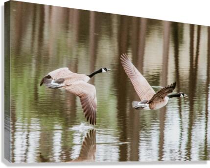 B7DCA13C 2177 46DC ABD2 30CB7D01CFE2 Canvas Print