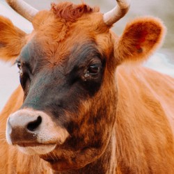 Grab Life By The Horns