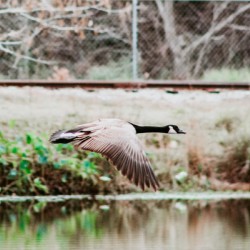 51AB78AD CEDA 4A0E B264 E44C17F70147