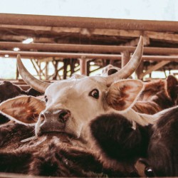 Take The Bull By The Horns