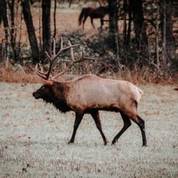 Elk