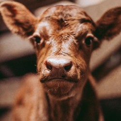 Cute Calf