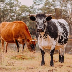 Stand Out From The Herd