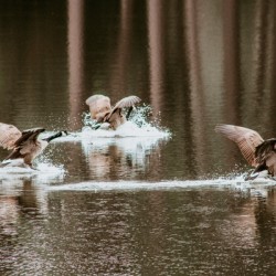 EA07D84A F19E 4234 A3F3 D270E08B6E9F