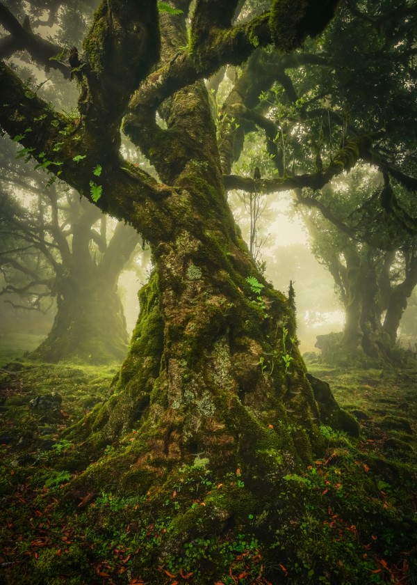 Twisted by Anke Butawitsch