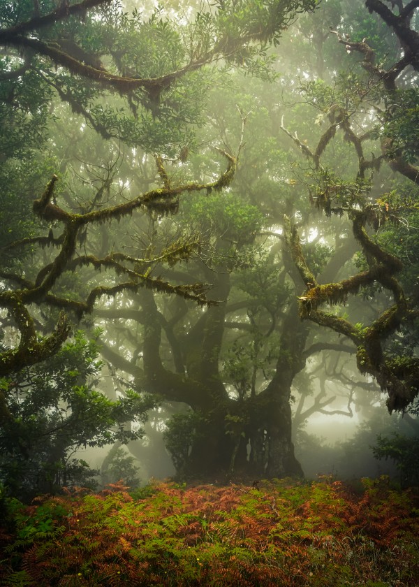 Tentacles by Anke Butawitsch