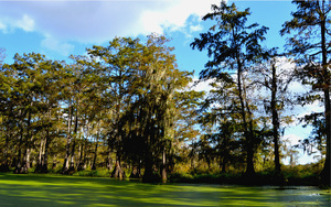 Down the Line in the Bayou 