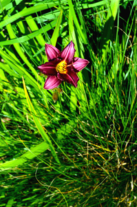 Alone in the Garden