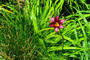 Colour in The Green
