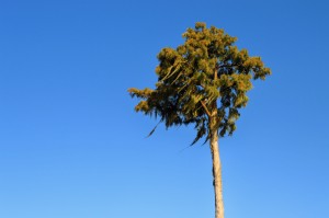 Windy 