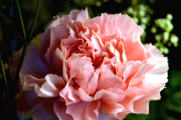 Proper Pink Print