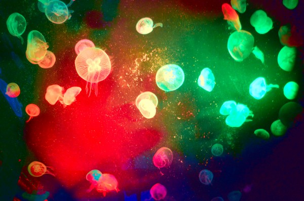 Jelly Print