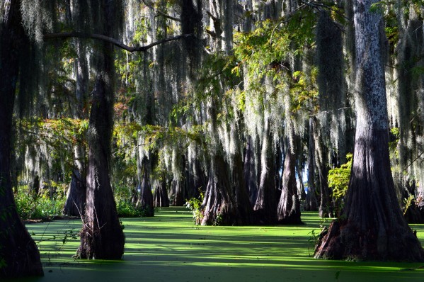 Swampy Print