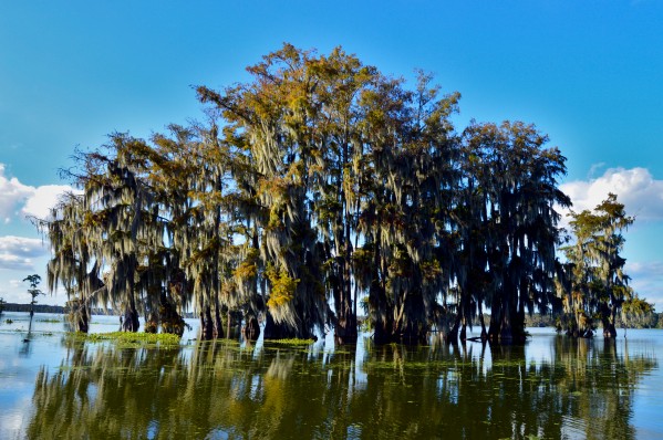 Waterways Print