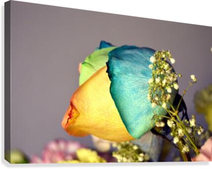 Blank Colours Canvas Print
