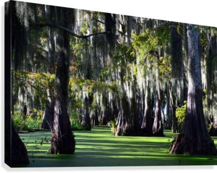 Swampy Canvas Print