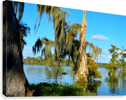 Fly Back Canvas Print