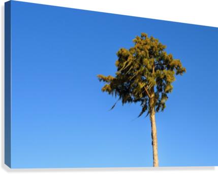 Windy  Canvas Print