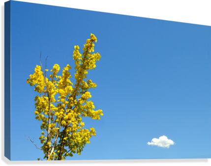 Bliss Canvas Print