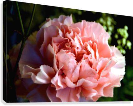Proper Pink Canvas Print