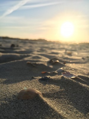 Seashell Sunset