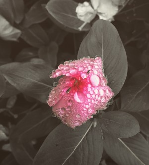Pink Pop