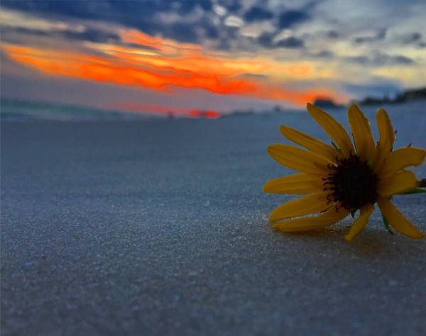 Sunflower Sunset Print