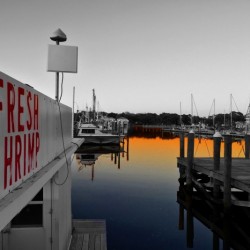 Shrimp Sign