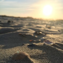 Seashell Sunset