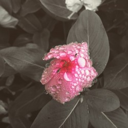Pink Pop
