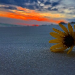 Sunflower Sunset