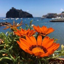 Ischia Italy