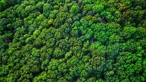 Broccoli Trees