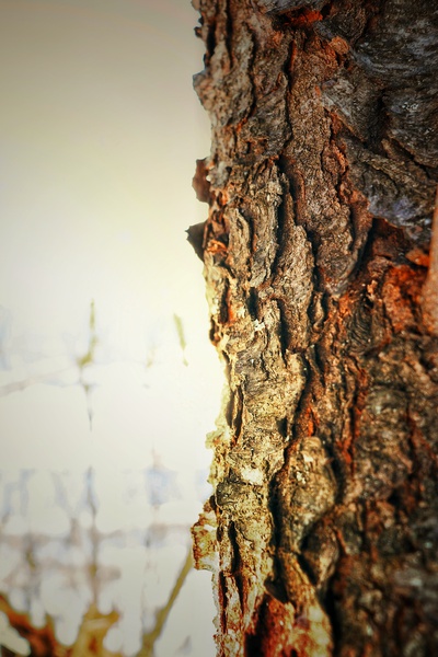Bark Print