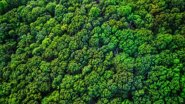Broccoli Trees Print