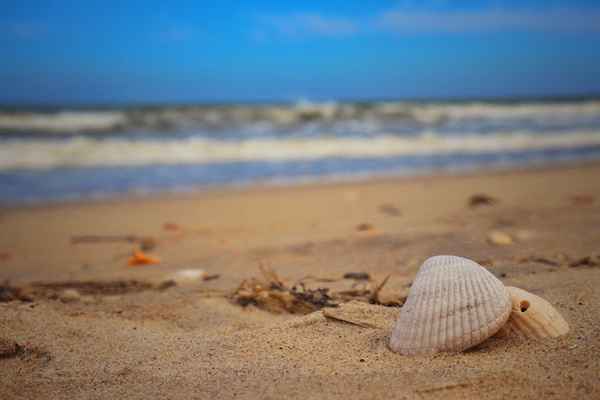 Shells rest Print