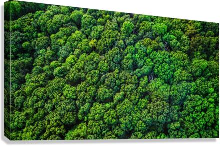 Broccoli Trees Canvas Print