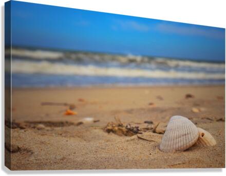Shells rest Canvas Print