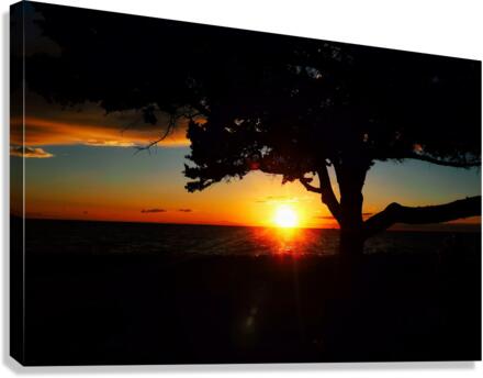 Fin Canvas Print