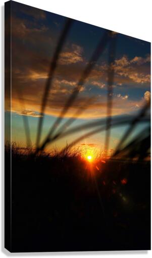 Through the grass Canvas Print