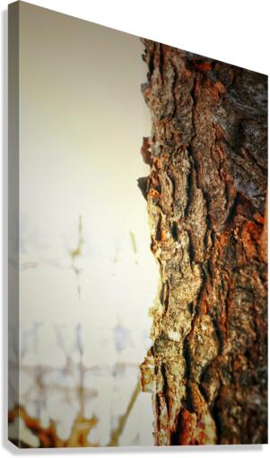 Bark Canvas Print