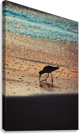 Early Bird Canvas Print