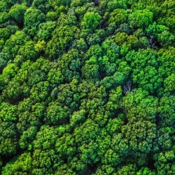 Broccoli Trees