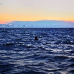 Out To Sea