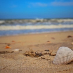 Shells rest