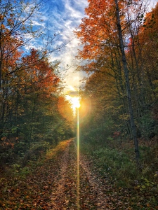 Fall Trail